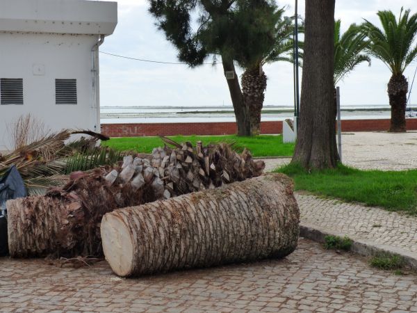 Palm Trees Removal